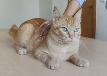 ISIDRO, Katze, Europäisch Kurzhaar in Deesbach - Bild 8