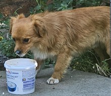 RIO, Hund, Mischlingshund in Rumänien - Bild 1