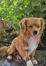 RIO, Hund, Mischlingshund in Rumänien - Bild 3