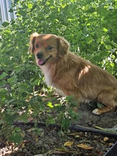 RIO, Hund, Mischlingshund in Rumänien - Bild 4