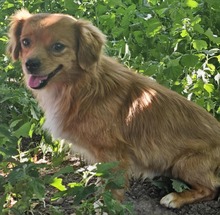 RIO, Hund, Mischlingshund in Rumänien - Bild 5
