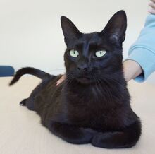 PINA, Katze, Europäisch Kurzhaar in Apolda - Bild 9
