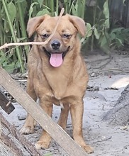 MELLIE, Hund, Mischlingshund in Rumänien - Bild 1