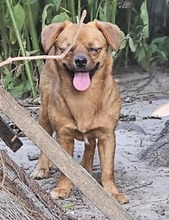 MELLIE, Hund, Mischlingshund in Rumänien - Bild 2