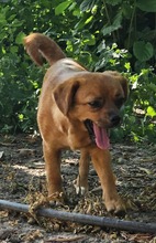 MELLIE, Hund, Mischlingshund in Rumänien - Bild 3