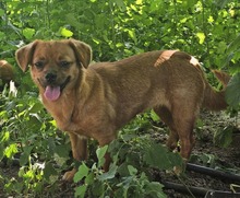 MELLIE, Hund, Mischlingshund in Rumänien - Bild 4