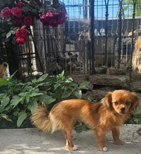 MONA, Hund, Mischlingshund in Rumänien - Bild 1