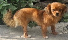 MONA, Hund, Mischlingshund in Rumänien - Bild 2