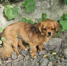 MONA, Hund, Mischlingshund in Rumänien - Bild 3