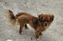 MONA, Hund, Mischlingshund in Rumänien - Bild 4
