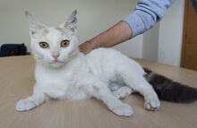HADA, Katze, Europäisch Kurzhaar in Deesbach - Bild 3