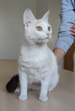 HADA, Katze, Europäisch Kurzhaar in Deesbach - Bild 7