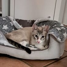 VOLCAN, Katze, Thai-Siam-Mix in Köln - Bild 1