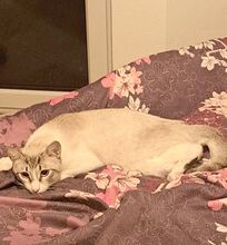 VOLCAN, Katze, Thai-Siam-Mix in Köln - Bild 12