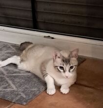 VOLCAN, Katze, Thai-Siam-Mix in Köln - Bild 2