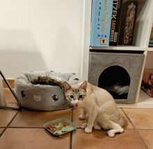 VOLCAN, Katze, Thai-Siam-Mix in Köln - Bild 3