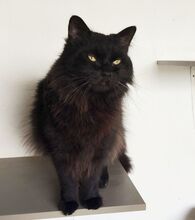CAIN, Katze, Norwegische Waldkatze-Mix in Spanien - Bild 10
