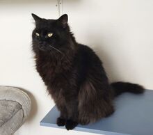 CAIN, Katze, Norwegische Waldkatze-Mix in Spanien - Bild 2