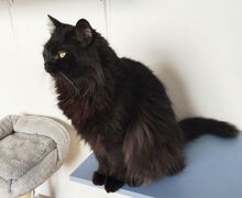 CAIN, Katze, Norwegische Waldkatze-Mix in Spanien - Bild 3