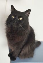 CAIN, Katze, Norwegische Waldkatze-Mix in Spanien - Bild 4