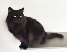 CAIN, Katze, Norwegische Waldkatze-Mix in Spanien - Bild 5