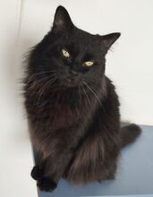 CAIN, Katze, Norwegische Waldkatze-Mix in Spanien - Bild 6