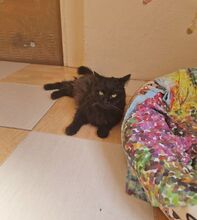 CAIN, Katze, Norwegische Waldkatze-Mix in Spanien - Bild 7
