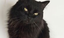 CAIN, Katze, Norwegische Waldkatze-Mix in Spanien - Bild 8