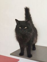CAIN, Katze, Norwegische Waldkatze-Mix in Spanien - Bild 9