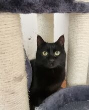 SOPRESA, Katze, Europäisch Kurzhaar in Spanien - Bild 3