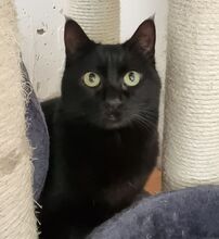 SOPRESA, Katze, Europäisch Kurzhaar in Spanien - Bild 4