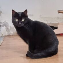 SOPRESA, Katze, Europäisch Kurzhaar in Spanien - Bild 5