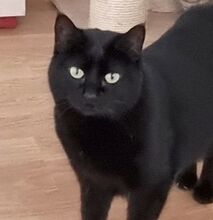 SOPRESA, Katze, Europäisch Kurzhaar in Spanien - Bild 6