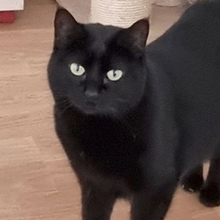 SOPRESA, Katze, Europäisch Kurzhaar in Spanien - Bild 7