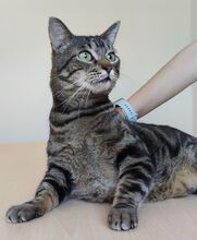 NATALIO, Katze, Europäisch Kurzhaar in Spanien - Bild 12