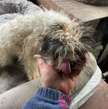 MILA, Hund, Mischlingshund in Stadtroda - Bild 1