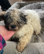 MILA, Hund, Mischlingshund in Stadtroda - Bild 3