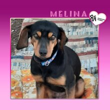MELINA, Hund, Mischlingshund in Griechenland - Bild 1