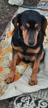 MELINA, Hund, Mischlingshund in Griechenland - Bild 2