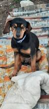 MELINA, Hund, Mischlingshund in Griechenland - Bild 4