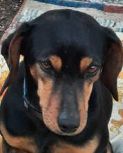 MELINA, Hund, Mischlingshund in Griechenland - Bild 5