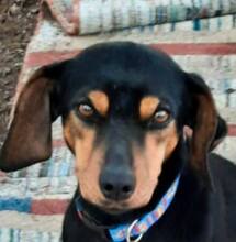 MELINA, Hund, Mischlingshund in Griechenland - Bild 6
