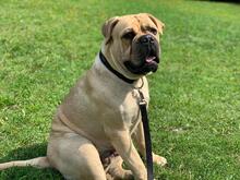 ESKO, Hund, Bullmastiff in Hohenhameln - Bild 1