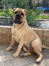 ESKO, Hund, Bullmastiff in Hohenhameln - Bild 2