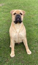 ESKO, Hund, Bullmastiff in Hohenhameln - Bild 3