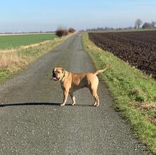 ESKO, Hund, Bullmastiff in Hohenhameln - Bild 4