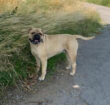 ESKO, Hund, Bullmastiff in Hohenhameln - Bild 5
