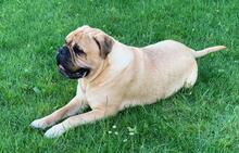 ESKO, Hund, Bullmastiff in Hohenhameln - Bild 6