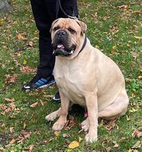 ESKO, Hund, Bullmastiff in Hohenhameln - Bild 7