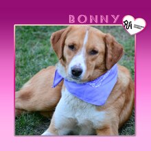 BONNY, Hund, Mischlingshund in Bulgarien - Bild 1
